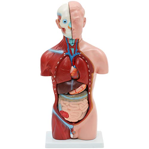 Amazon.co.jp: 男性内臓模型 (13パーツ) 42cm [ 人体模型 内臓模型